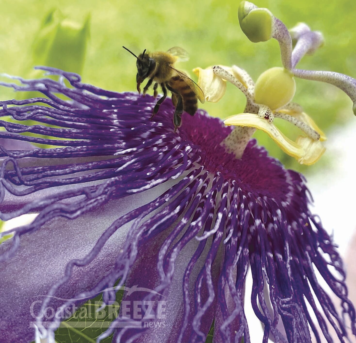 1. A honey bee forages through a purple passion flower..jpg